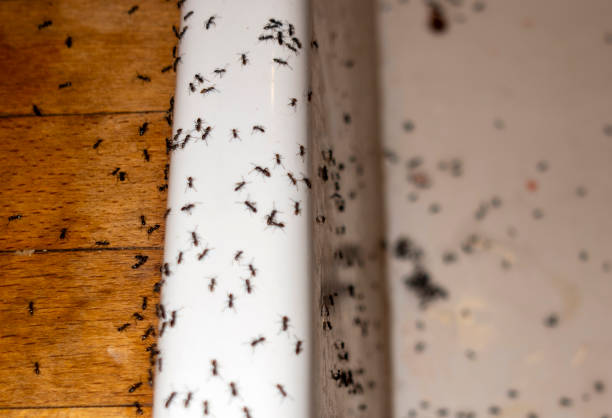 Best Flea Control Services  in Valley Cottage, NY